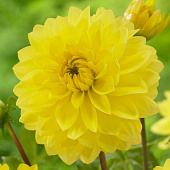 Георгин Американ Сан (1 шт)