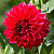 Георгин Барбаросса (1 шт)