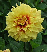 Георгин Даззлинг Сан