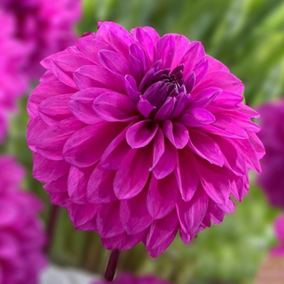 Георгин Ивнинг Бриз