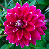 Георгин Малдини