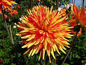 Георгин Вулкан