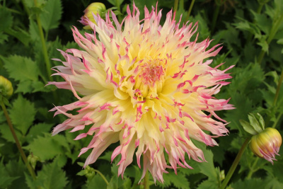 Георгин Хапет П