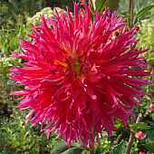 Минивитрина Георгин Мингус Джеки