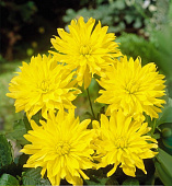 Минивитрина Георгин Мюнхен