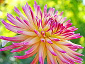 Минивитрина Георгин