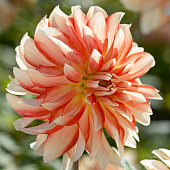 Георгин Пенни Лейн