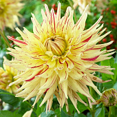 Георгин Меркатор