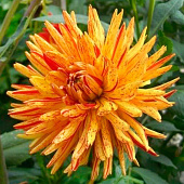 Георгин Сен-Санс