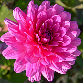 Георгин Мелоди Фанфар