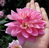 Георгин Герри Хоек