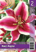 Лилия ЭКОНОМ-СЕРИЯ МИСС МАРПЛ (2 шт)