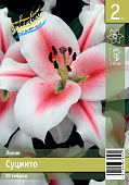 Лилия ЭКОНОМ-СЕРИЯ СУЦИНТО (2 шт)