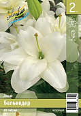 Лилия ЭКОНОМ-СЕРИЯ БЕЛЬВЕДЕР (2 шт)