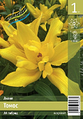 Лилия ЭКОНОМ-СЕРИЯ ТОМОС (1 шт)
