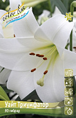 Лилия ЭКОНОМ-СЕРИЯ УАЙТ ТРИУМФАТОР (2 шт)