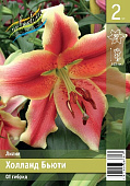 Лилия ЭКОНОМ-СЕРИЯ ХОЛЛАНД БЬЮТИ (2 шт)