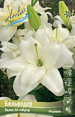 Лилия БЕЛЬВЕДЕР 16/18 (3 шт)