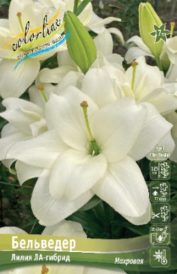 Лилия БЕЛЬВЕДЕР 16/18 (3 шт)