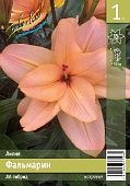 Лилия ЭКОНОМ-СЕРИЯ ФАЛЬМАРИН (1 шт)