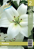 Лилия ЭКОНОМ-СЕРИЯ НАВОННА (2 шт)