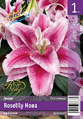 Лилия ЭКОНОМ-СЕРИЯ ROSELILY НОВА (1 шт)