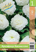 Бегония ЭКОНОМ-СЕРИЯ МУЛЬТИФЛОРА МАКСИМА БЕЛАЯ (1 шт)