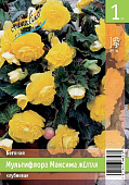 Бегония ЭКОНОМ-СЕРИЯ МУЛЬТИФЛОРА МАКСИМА ЖЕЛТАЯ (1 шт)