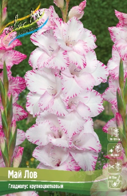 Гладиолус Май Лов (10 шт)