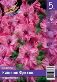 Гладиолус ЭКОНОМ-СЕРИЯ КИНГСТОН ФРИЗЗЛС (5 шт)