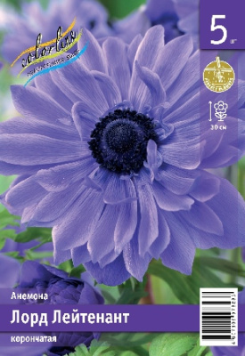 Анемона ЭКОНОМ-СЕРИЯ ЛОРД ЛЕЙТЕНАНТ (5 шт)
