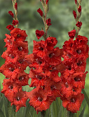 Гладиолус Красный (10 шт)