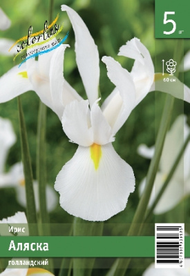 Ирис голл. ЭКОНОМ-СЕРИЯ АЛЯСКА (5 шт)