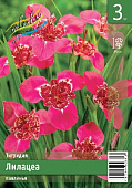 Тигридия ЭКОНОМ-СЕРИЯ ЛИЛАЦЕА (3 шт)