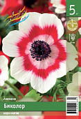 Анемона ЭКОНОМ-СЕРИЯ БИКОЛОР (5 шт)