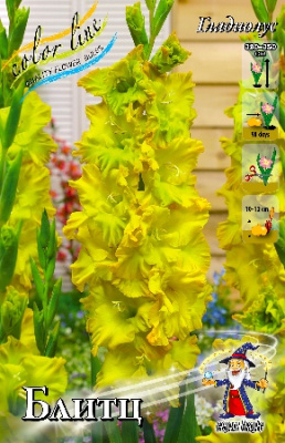 Гладиолус Блитц 12/14 (7 шт)