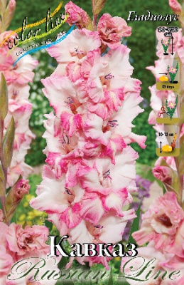 Гладиолус Кавказ 12/14 (7 шт)