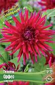 Георгин Орфео (1 шт)