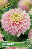Георгин Пинк Импакт (1 шт)