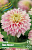 Георгин Пинк Импакт (1 шт)