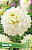 Георгин Полар Айс (1 шт)