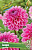 Георгин Сандра (1 шт)