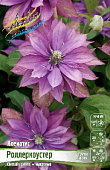 Клематис Роллеркоустер (1 шт)