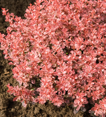 Барбарис тунб. Инспирейшн P12