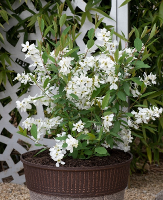 Экзохорда Блашинг Перл P9