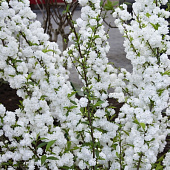 Спирея Сноумаунд C3