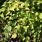 Стефанандра Криспа C1.5