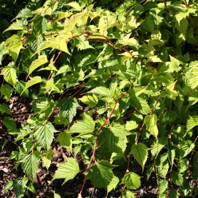 Стефанандра Криспа C1.5