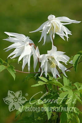 Клематис Альбина Плена P9