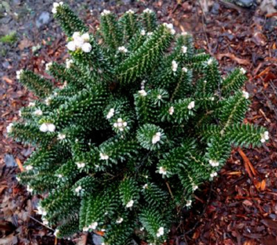 Пихта корейская Альпин Стар C1.5